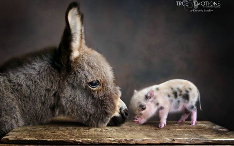 Haley’s Petting Zoo, from its own website
