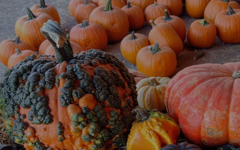 The Pumpkin Factory, from its own website