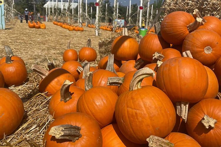 Pumpkin Patch Bonita, Pumpkins Bonita, from its own website
