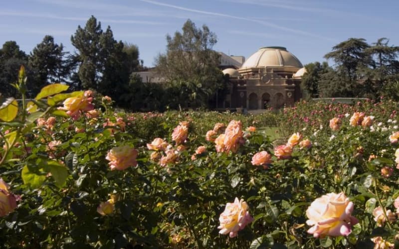 Exposition Park Rose Garden, from its own website