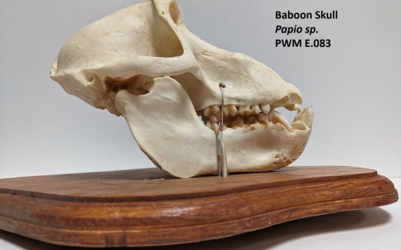 Petaluma Wildlife Museum, from its own website