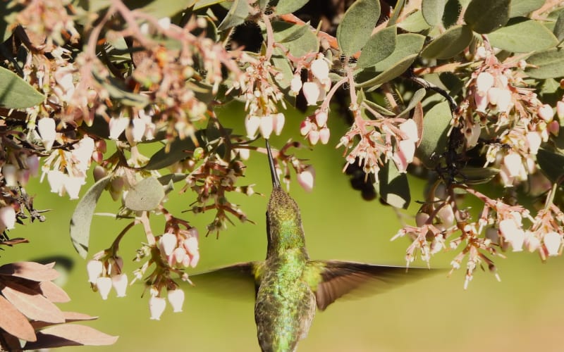 California Botanic Garden, from its own website
