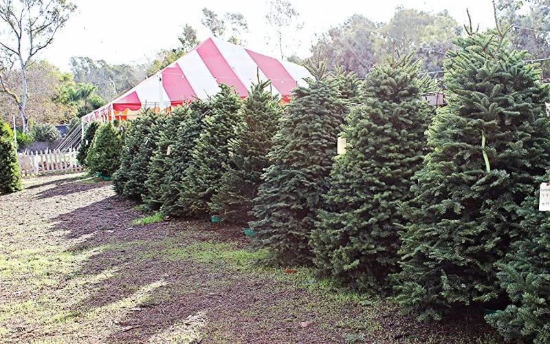 Tom's Adventures Pumpkin Patch Chula Vista, from its own website