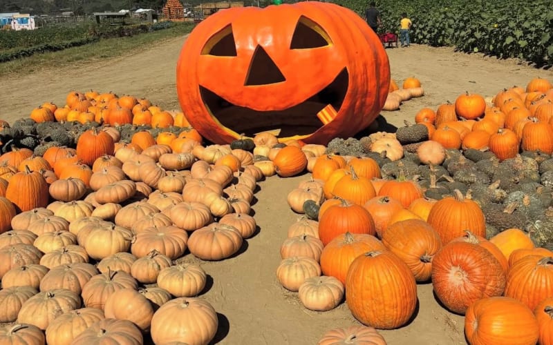 Prancers Farm Village, from its own website
