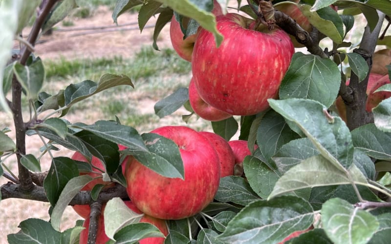 Clearview Orchards, from its own website
