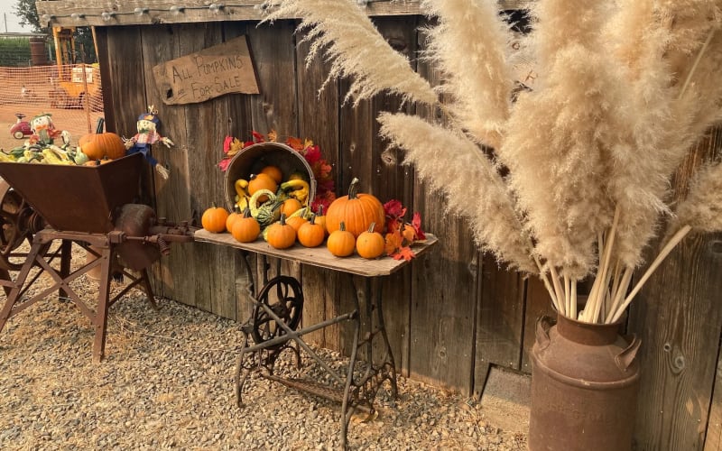 Keema's Pumpkin Farm, from its own website