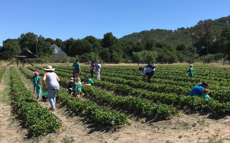 Berry Island Farms, from its own website