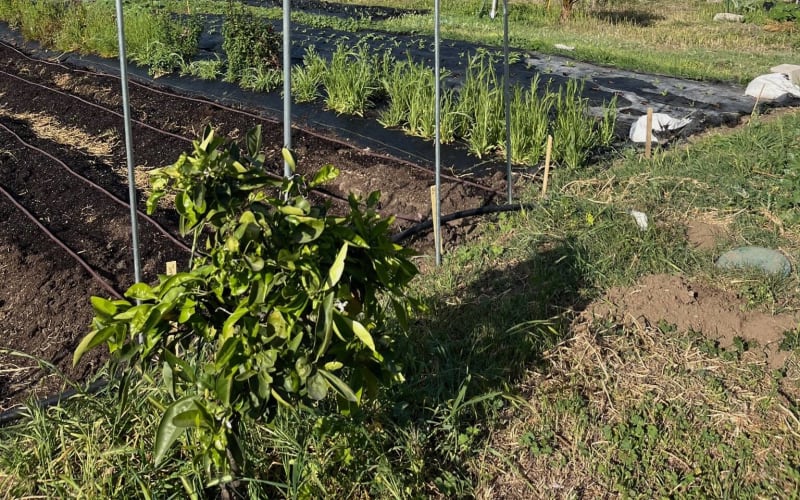Farm Lot 59, from its own website
