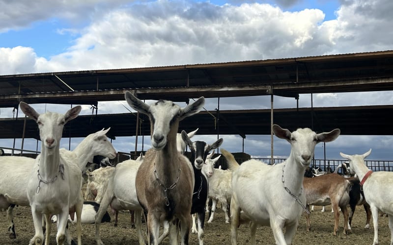 Drake Family Farms, from its own website