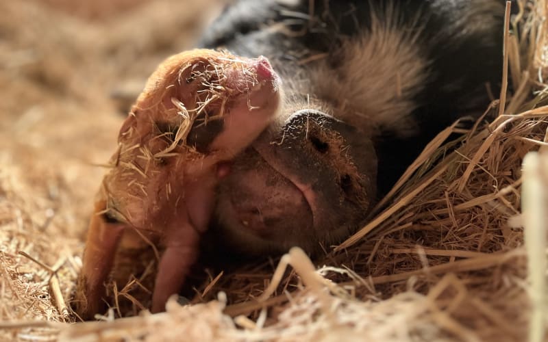 Long Valley Acres Farm Stand and Petting Zoo, from its own website