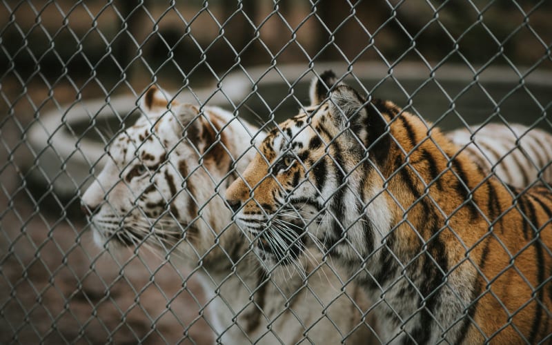 The Catty Shack Ranch Wildlife Sanctuary, from its own website