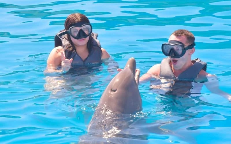 Marineland Dolphin Adventure, from its own website