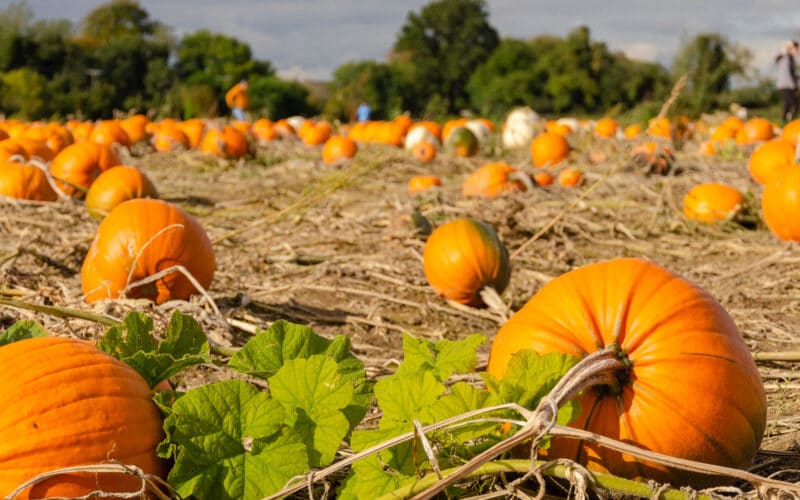 Lehner’s Pumpkin Farm, from its own website
