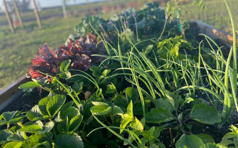 Wesley Wells Farms, from its own website