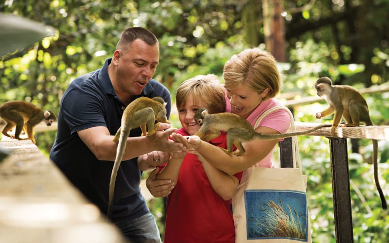 Monkey Jungle, from its own website