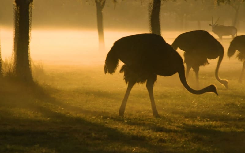 Lion Country Safari, from its own website