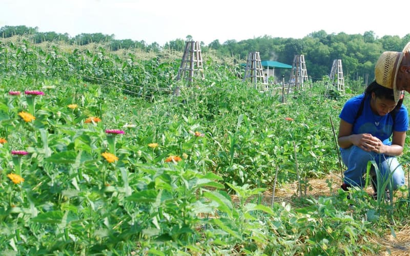 Wegerzyn Gardens MetroPark, from its own website