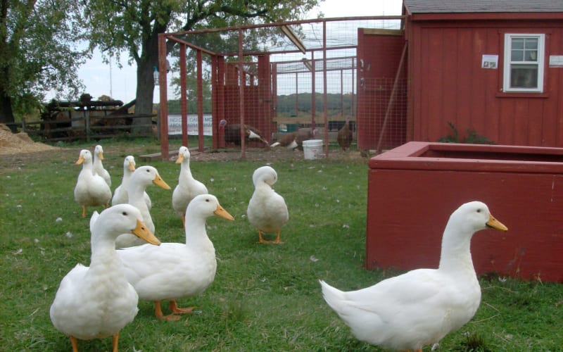 Stearns Homestead, from its own website