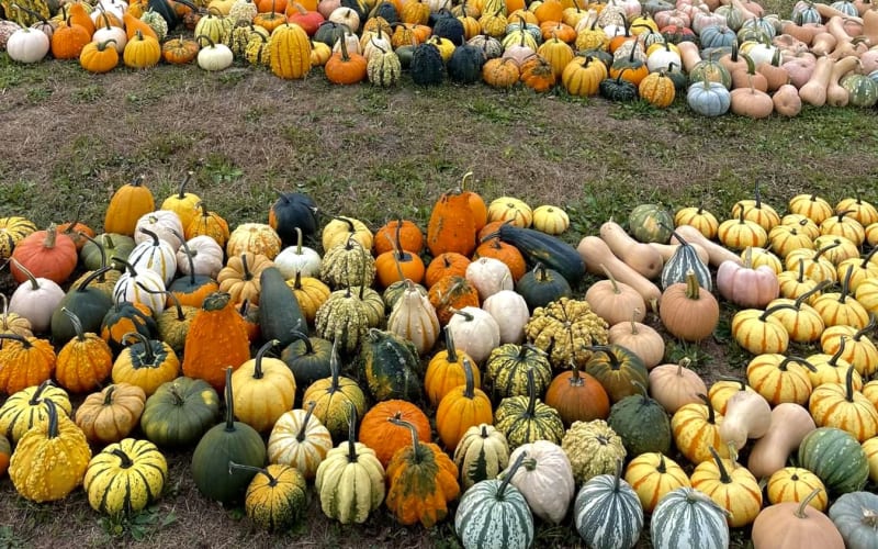 Dupler's Pumpkin Land, from its own website