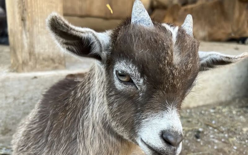 Fox's High Rock Farm, from its own website