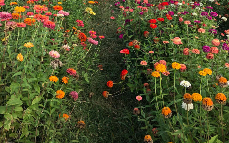 Johnston Fruit Farms, from its own website