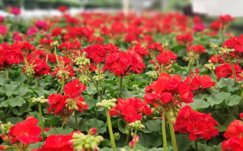 Station Road Farm & Landscaping, from its own website