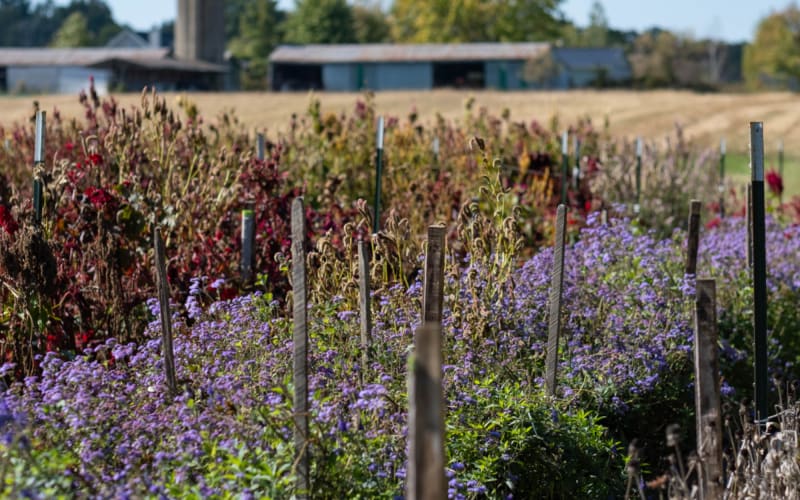 Shady Acres Farm Ohio, from its own website