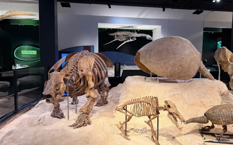 Texas Science & Natural History Museum, from its own website