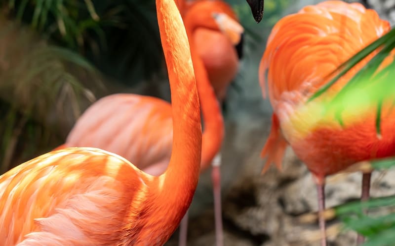 Texas State Aquarium, from its own website