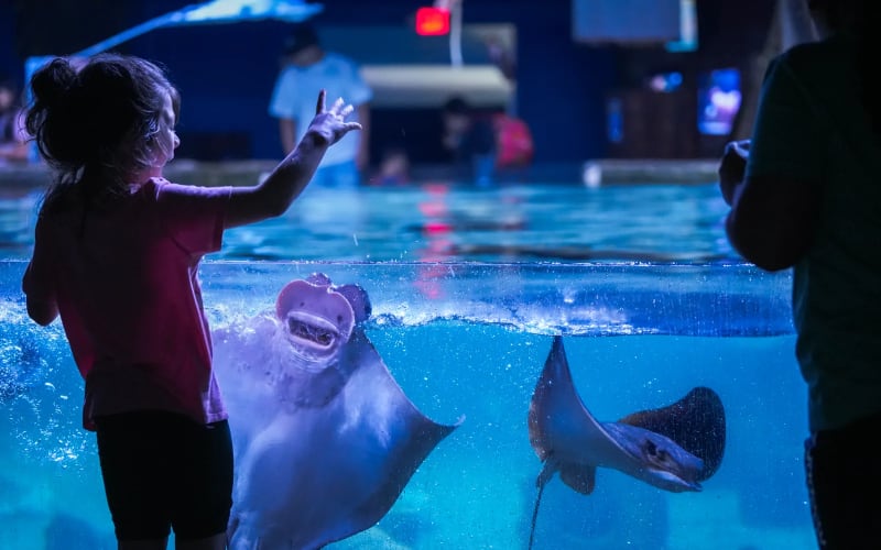 San Antonio Aquarium, from its own website