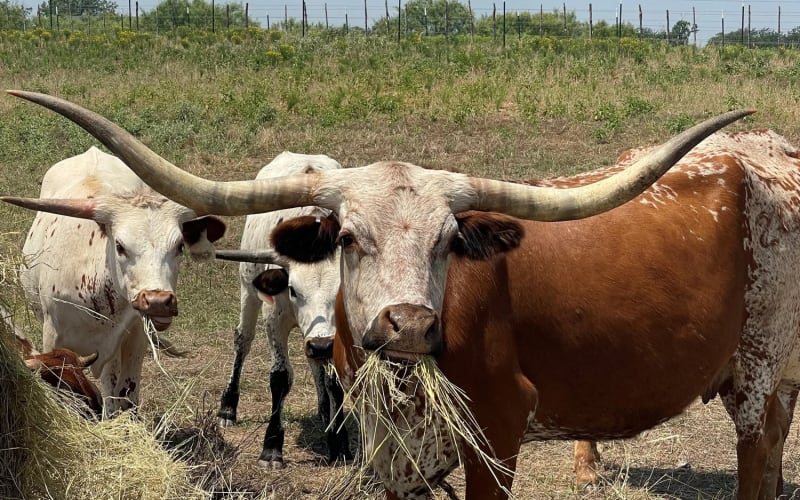 Ruby Creek Family Farm, from its own website