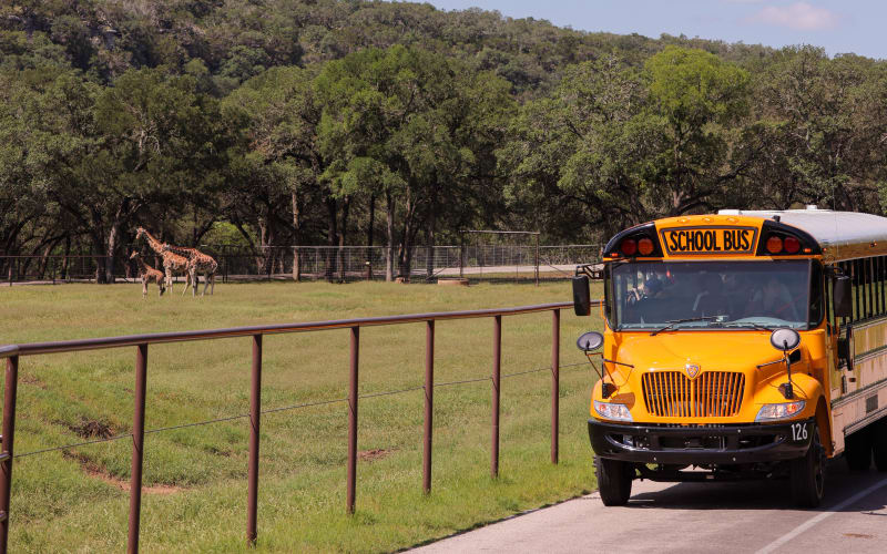 Natural Bridge Wildlife Ranch, from its own website