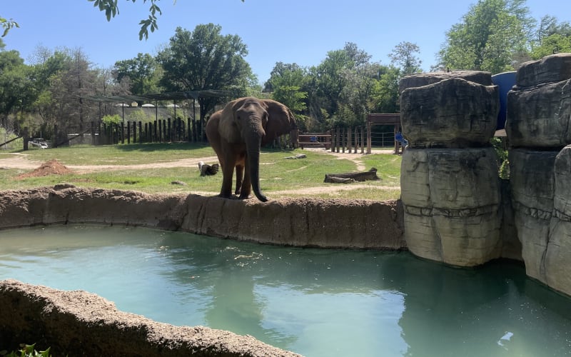 Cameron Park Zoo, from its own website