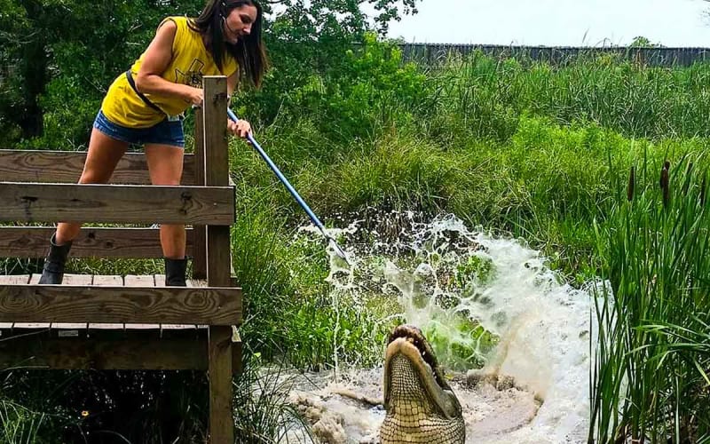 Crocodile Encounter, from its own website