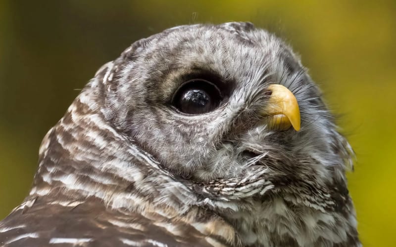 Raptor Hallow Sanctuary, from its own website