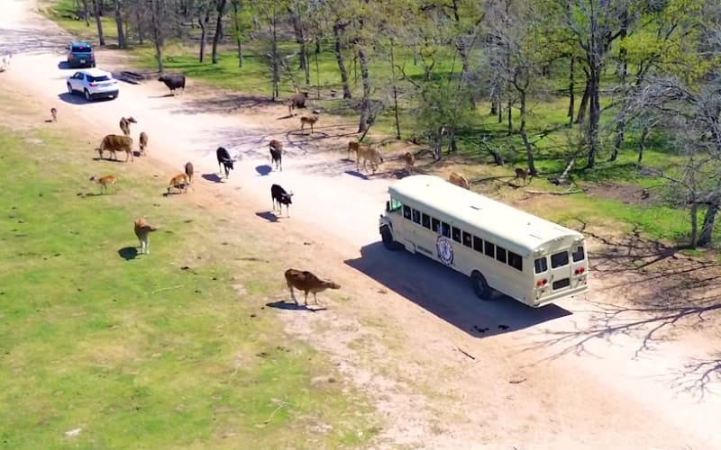 Aggieland Safari, from its own website