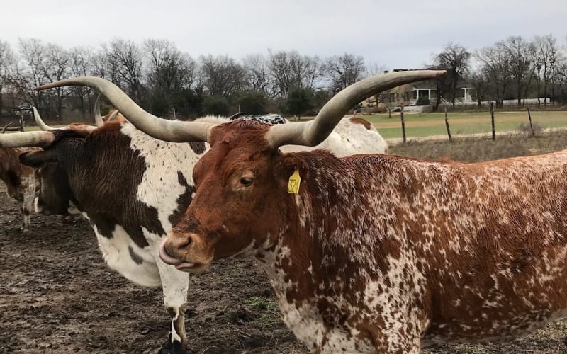 Pioneer Farms, from its own website