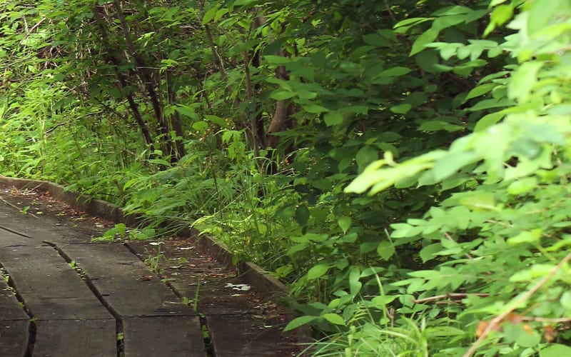 Cedar Bog Nature Preserve, from its own website