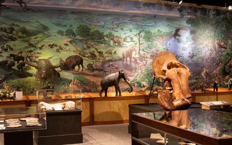 Brazos Valley Museum of Natural History, from its own website