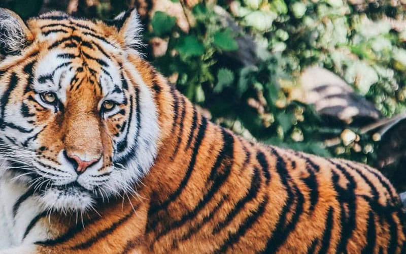 El Paso Zoo and Botanical Gardens, from its own website