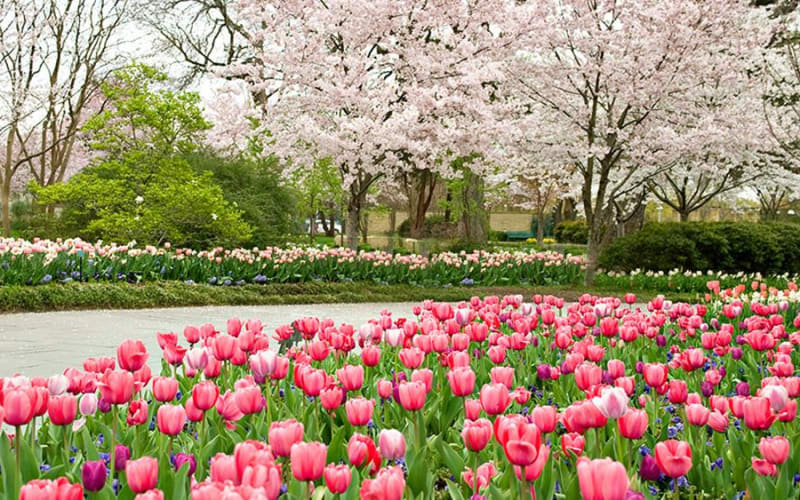 The Dallas Arboretum and Botanical Garden, from its own website