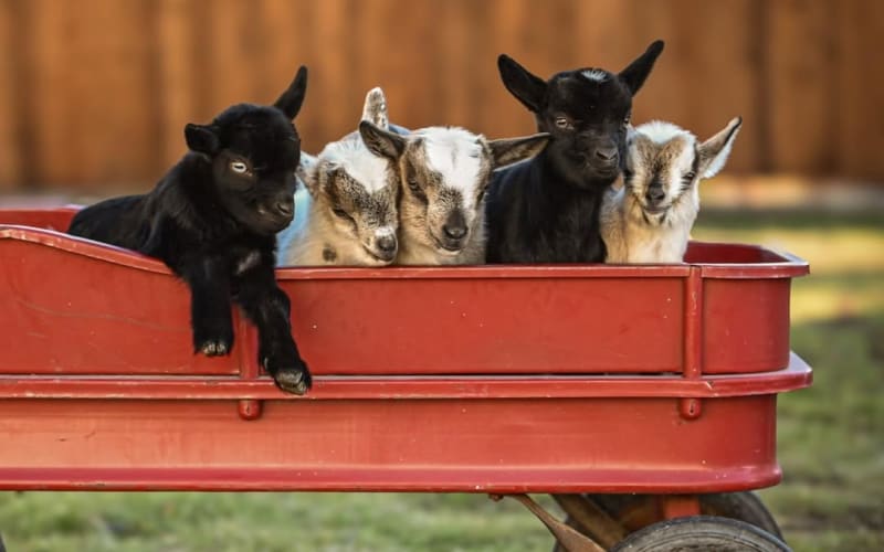 Heritage Urban Farm, from its own website