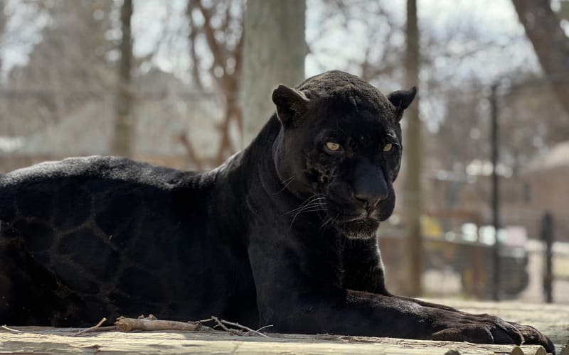 Amarillo Zoo & Sanctuary, from its own website