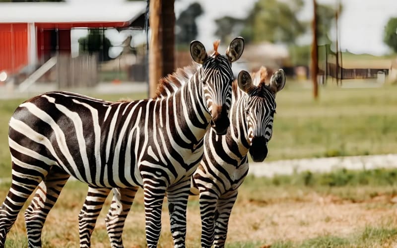North Texas Safari Park, from its own website