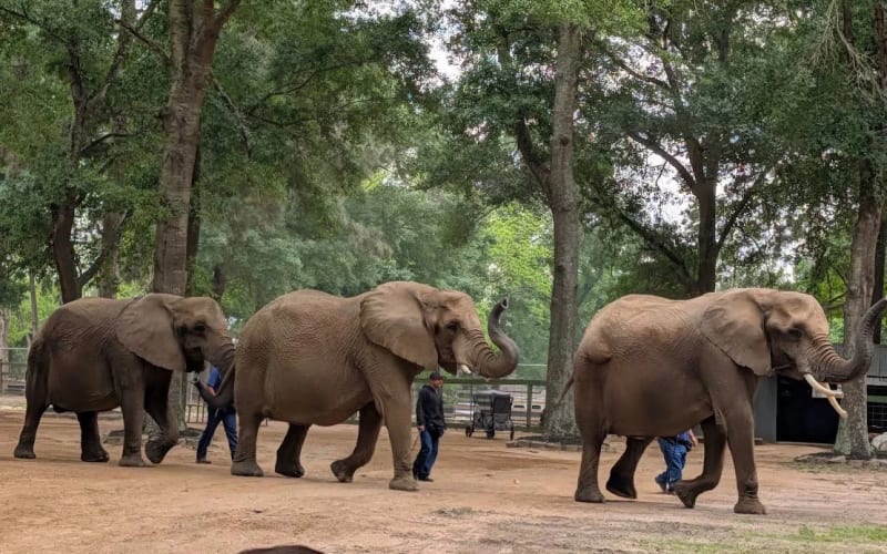 East Texas Elephant Experience, from its own website