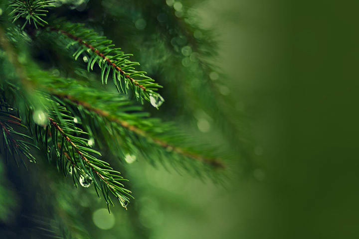 Evergreen Farms Christmas Tree, from its own website