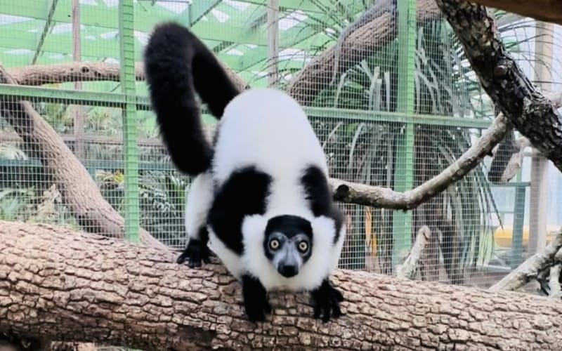 Columbus Zoo Texas, from its own website