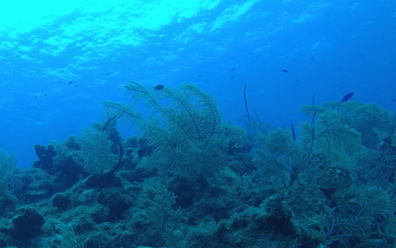 Tarpon Springs Aquarium and Animal Sanctuary, from its own website