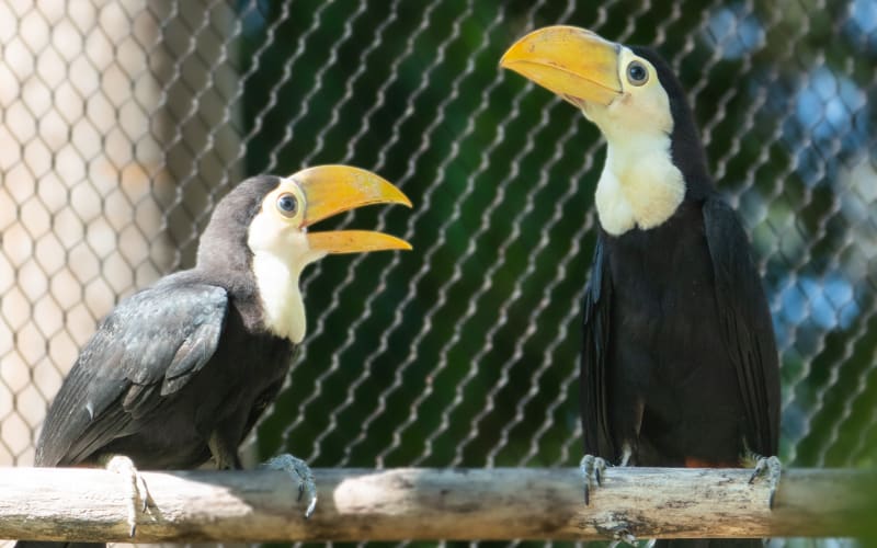Naples Zoo at Caribbean Gardens, from its own website