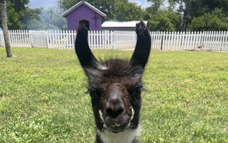 HarvestMoon Fun Farm, from its own website